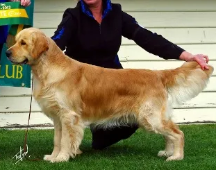 Goldew Southern Son